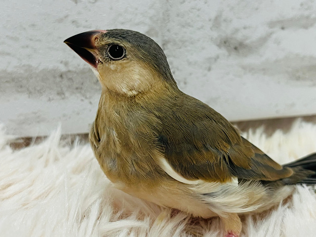 【最新画像更新🪄】にぎやかっ(´ω｀*)　ずーーっと、しゃべってる風～　桜文鳥～～