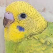 ピカっとフレッシュ～🍈 セキセイインコ(グリーンスパングル)