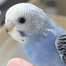 🌟最新画像🌟 鮮やか王道ブルー💙 セキセイインコ(ブルーオパーリン)