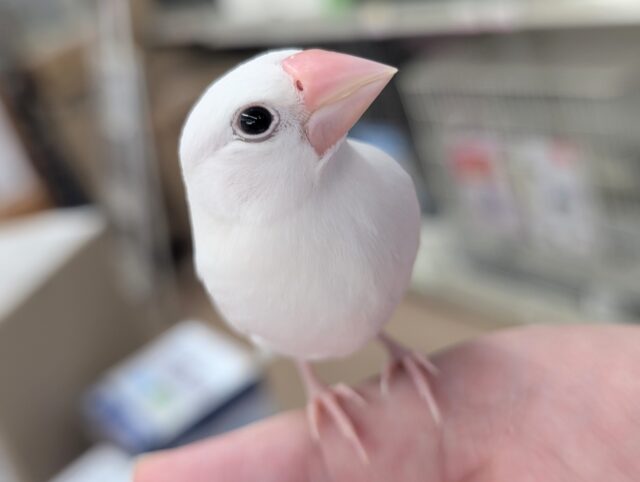 🌟ヒナエサ卒業🌟 白のかわいい子～⛄ 白文鳥🐣