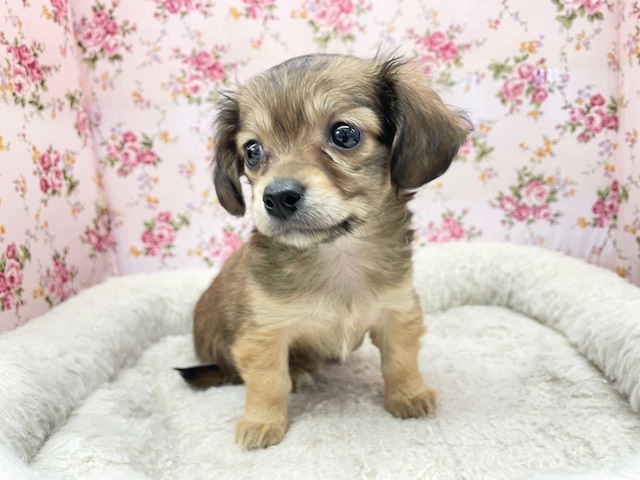 パパとママの良いトコどり♡　ハーフ犬（チワワ×ミニチュアダックス）の女のコ 2025.1/11撮影