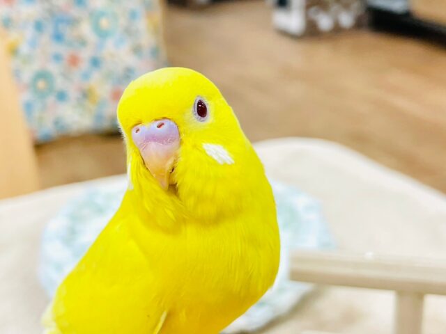 【最新画像更新🪄】透き通った赤目ちゃん𖤐´-セキセイインコ（ルチノー）ヒナ