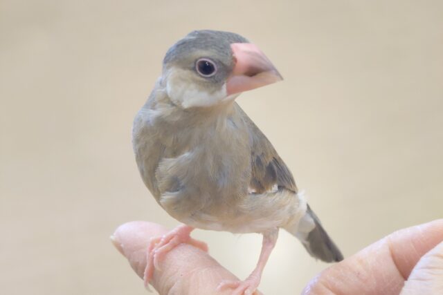 【動画更新🪄】最新画像になります☆　ただいま変身ちゅう♫　桜文鳥～～