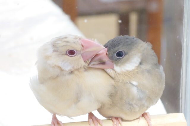 最新画像になります☆　ぬまぬしさま　シナモン文鳥～～