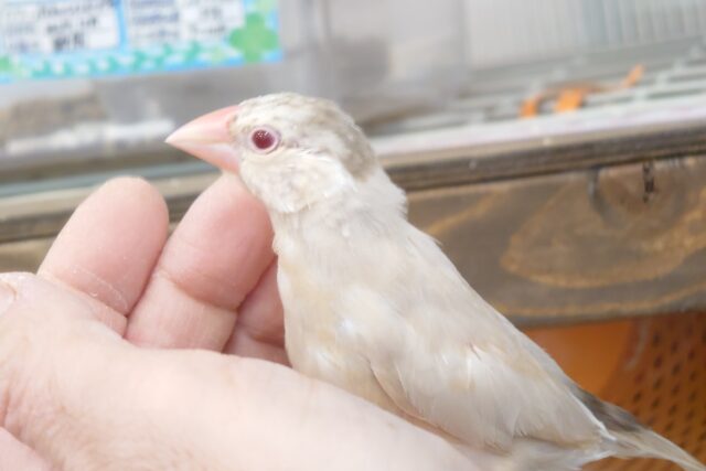 最新画像になります☆　ご満悦表情１２０点☆彡　　シナモン文鳥～～