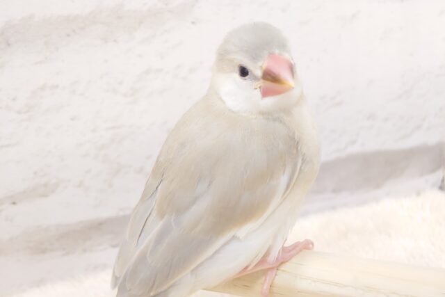 ﾚｱさん☆　ドッキドキしますねぇ～　色変わり文鳥～～～　