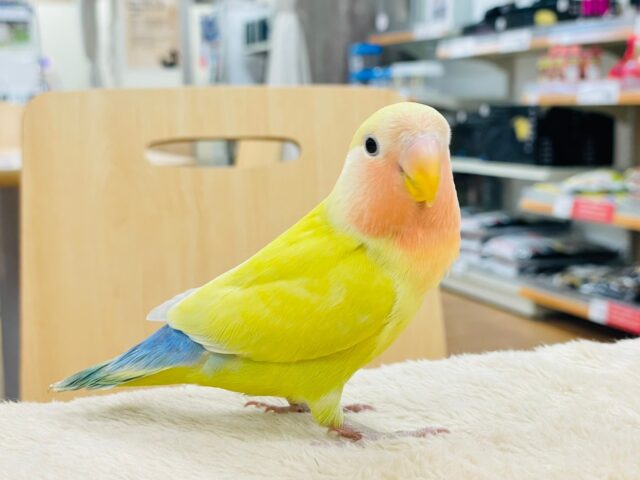 【動画更新🪄カゴデビューしました☆】鮮やかゴージャス💛✨コザクラインコ（ゴールデンチェリー）ヒナ