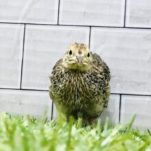 まん丸ボディが愛らしい・・・　ウズラ