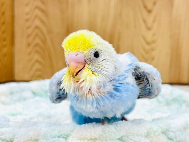 行動全てにときめきます❤︎セキセイインコ（パステルレインボースパングル）ヒナ