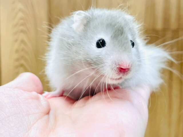 べびーふぇいす(*´︶`)💕セーブルハムスター（男の子）