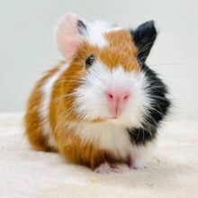 べびーふぇいすにメロメロ✩.*˚アビシニアンモルモット（女の子）