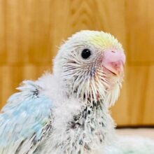 うるうるお目目🫧セキセイインコ（パステルレインボー）ヒナ