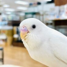 【動画更新🪄】真っ白雪景色❄️セキセイインコ（ダブルファクター）ヒナ