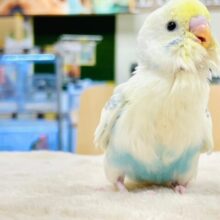 【最新画像更新🪄】仕草や表情全てにときめき‪🫶🏻´-セキセイインコ（パステルレインボーパイド）ヒナ