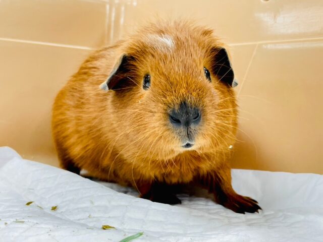 【最新画像・動画更新🪄】可愛すぎるたれ耳モルちゃん♡ロシアンモルモット（男の子）