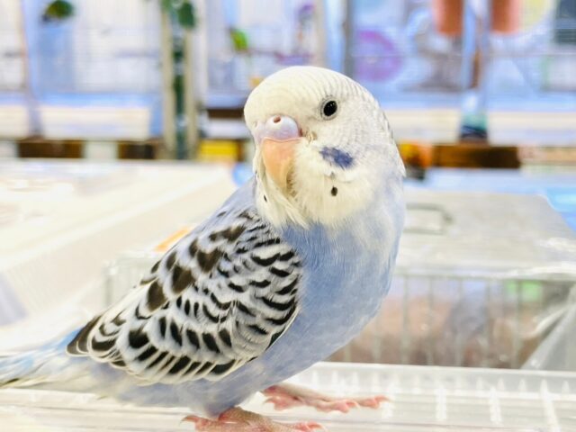 【動画更新🪄カゴデビューしました☆】表情が個性豊か❤︎セキセイインコ（オパーリン）
