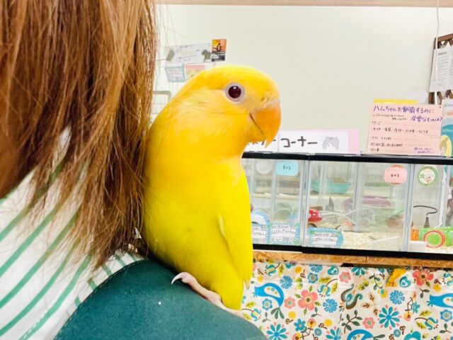 【動画更新🪄】成長が楽しみ♡♡コザクラインコ（ルチノーオパーリン）ヒナ
