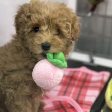 2/21最新📷ほぼプードルちゃん❤️MIX犬（父トイプードル×母トイプードル×マルチーズ）2024年11月16日生まれ女の子