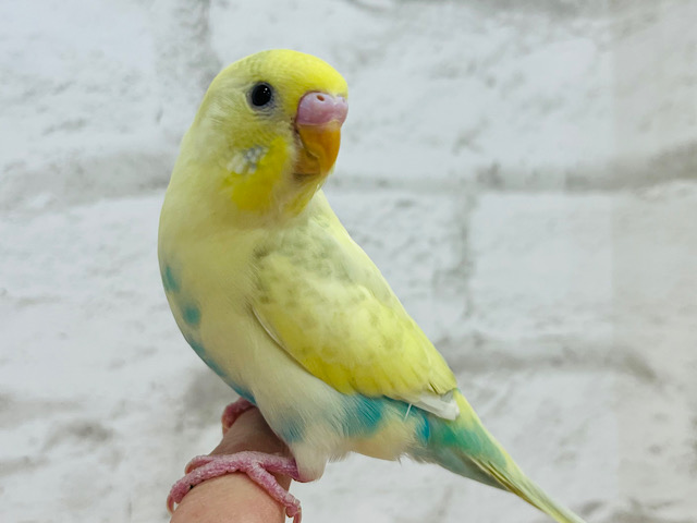 【動画更新🪄】お腹にお空が描かれた！？🖌セキセイインコ(パステルレインボーパイド)