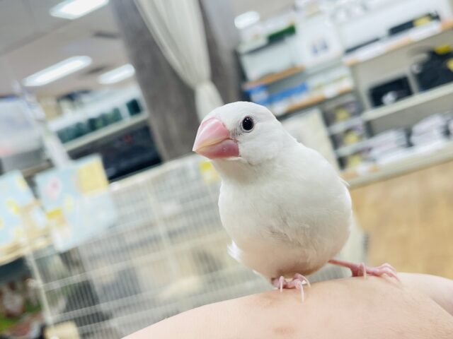 【最新画像更新🪄カゴデビューしました☆】真っ白でふわふわ！白文鳥 ヒナ