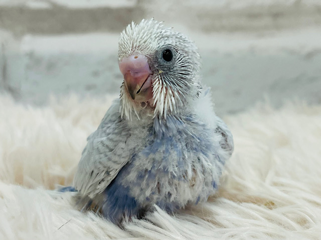【最新画像更新🪄】わたわたライラックちゃん参上🧚セキセイインコ(ライラック) ヒナ