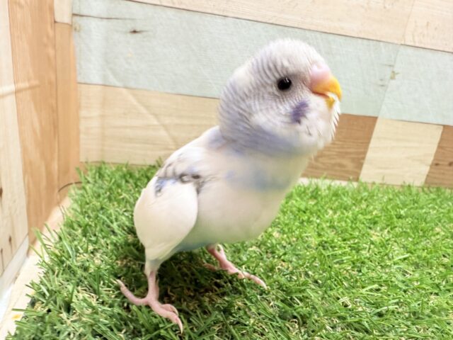 最新画像あります‼️青空に浮かぶフワフワ雲のような姿です☁️🩵セキセイインコのパイドカラー