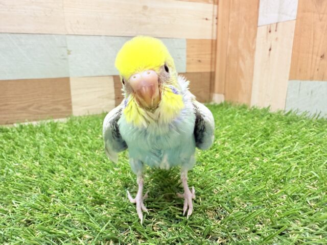 最新画像あります☺️キラキラオーラ放つ✨パステルカラーレインボー🌈