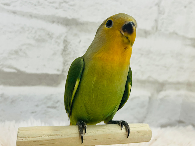 【動画更新🪄もうすぐひとり餌‪☆】フレッシュ🫧採れたて果汁100%🍊コザクラインコ(オレンジフェイス) ヒナ
