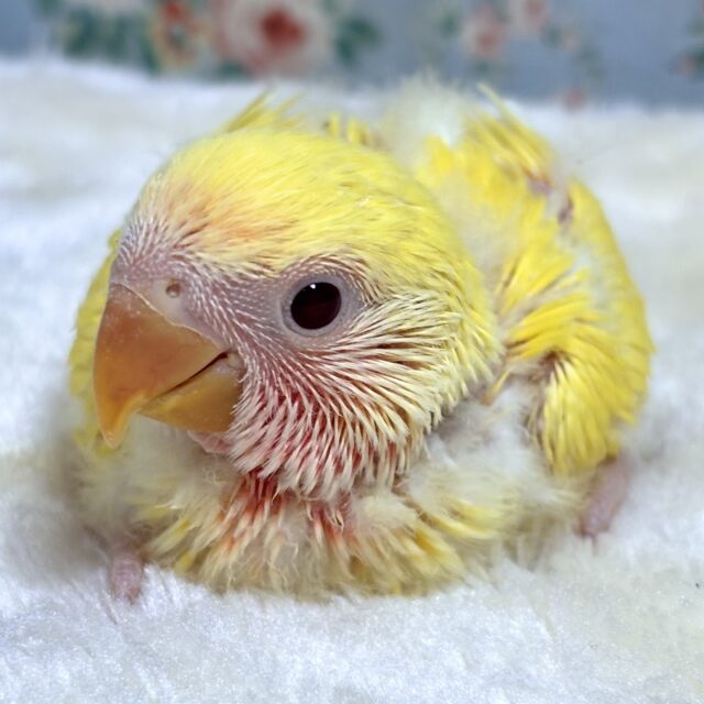 コザクラインコ  ゴールデンチェリー  💛🌼🍒