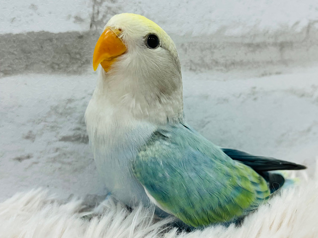 【最新画像更新🪄】わた毛に色んな秘密、うもれてそう。。コザクラインコ　ブルーチェリーオパーリンパイド～～