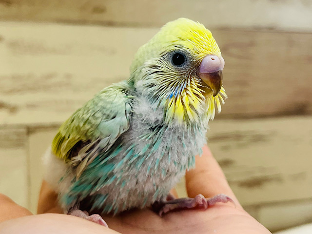 堂々たる風格感じる！？🕶⚡️セキセイインコ(パステルカラーレインボー) ヒナ