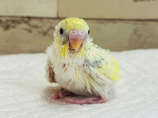 わた毛のひよこちゃん来ました🐥🥚セキセイインコ ヒナ