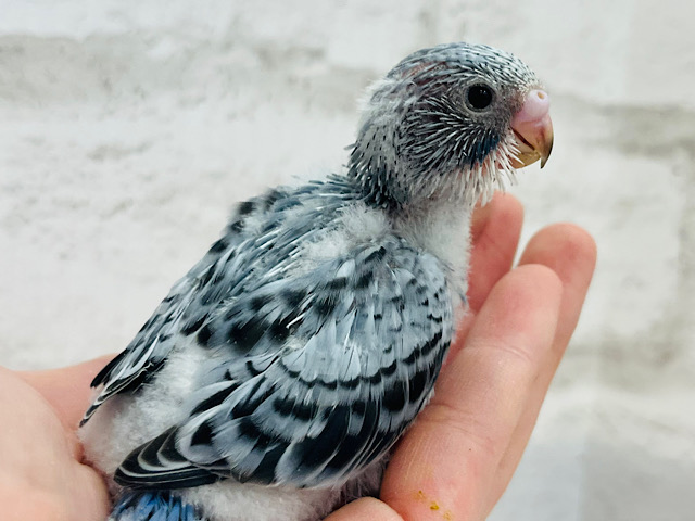うるうるおめめ♡落ち着きカラー♡セキセイインコ(オパーリン) ヒナ
