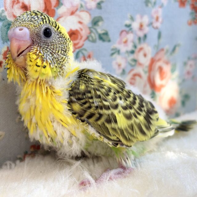 セキセイインコ  イエローパイド  🌻*.ﾟ