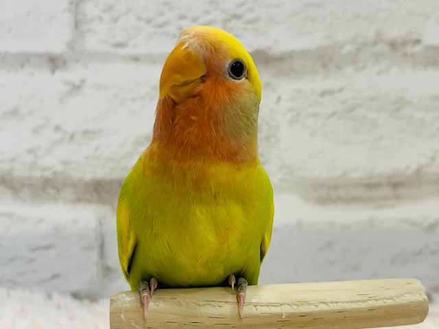 【最新画像・動画更新🪄】むちむちばでぃ♡コザクラインコ(タイガーチェリー) ヒナ