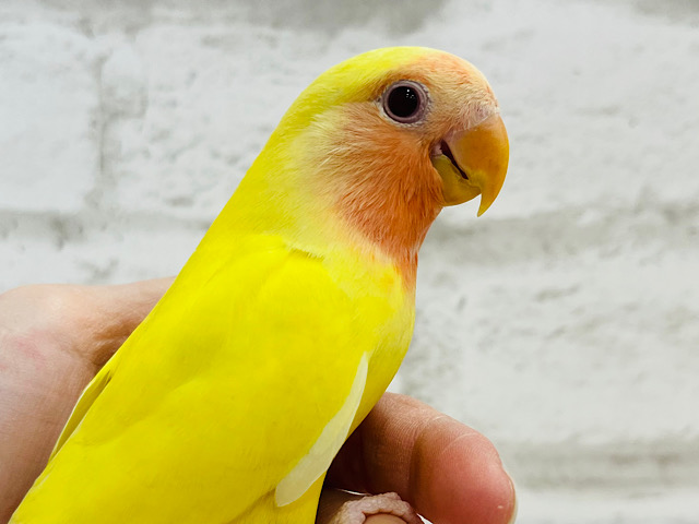 【最新画像・動画更新🪄】フルーツ界の妖精です🧚コザクラインコ(ルチノー) ヒナ