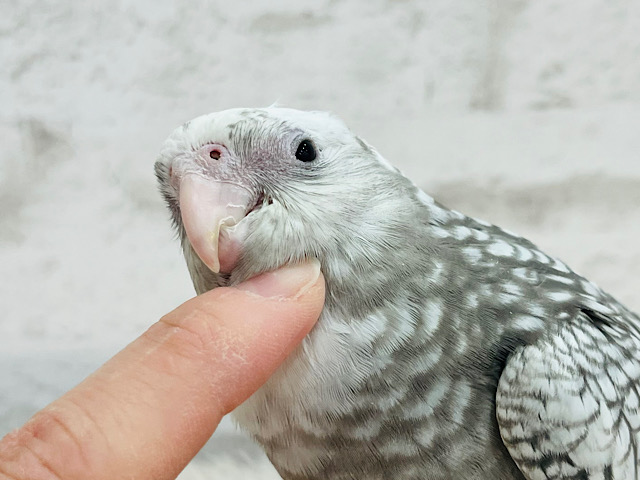 【最新画像更新🪄ひとり餌になりました‪☆】オイラのパール模様数えてみない？‪☆オカメインコ(WFパール) ヒナ