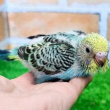 エメラルドグリーン系‪💚セキセイインコのヒナ(レインボー)入荷しました♥️