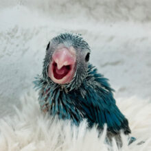 来たぞ♪来たぞっ♫ちびっ子怪獣⋆͛🦕⋆マメルリハ(ブルー) 女の子 ヒナ