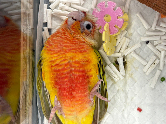 【動画更新🪄】うぶうぶ🐣わた毛ちゃん💭ウロコインコ(サンチーク) ヒナ