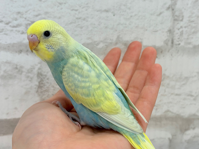 【最新画像更新🪄】フルーツみたいなフレッシュ感🍈✨セキセイインコ(パステルカラーレインボースパングル) ヒナ