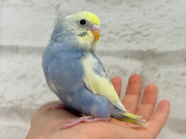 【最新画像更新🪄】おべんとつけて、ど〜こ行くのっっ？‪☆セキセイインコ(パステルレインボーパイド) ヒナ