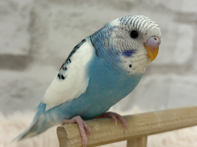 【最新画像更新🪄】元気だねって言われる　だって早くｵﾄﾅになりたいじゃんっ♬　セキセイインコ　パイド～～