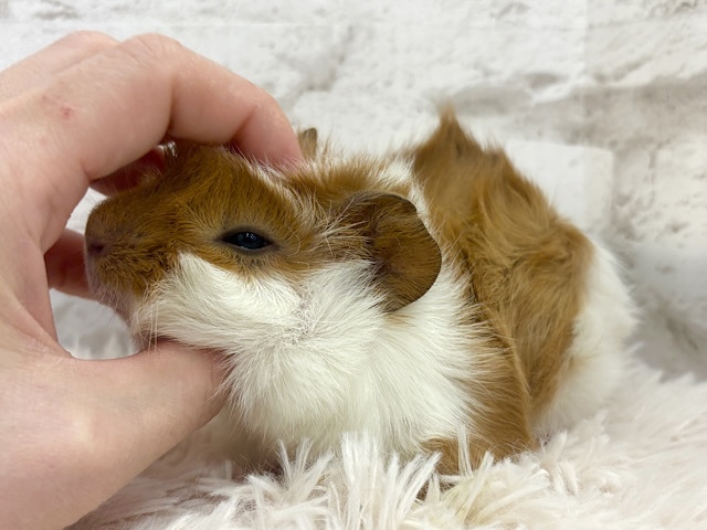 【最新画像・動画更新🪄】くるくるへあー🌀チョコクリーム♡アビシニアンモルモット(男の子)