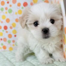 体はペキ、顔はマルチーズ！のペキマル♡♡