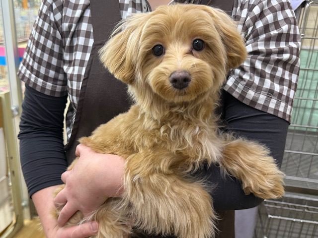 おもちゃが大好き😊元気200倍🩷可愛すぎるマルプー(マルチーズ✖️プードル)の男のコきました✨