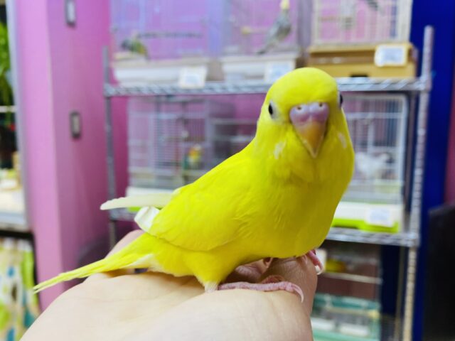 最新画像あります✨明るめボディーの素敵イエロー⭐️セキセイインコのダブルファクター‼️