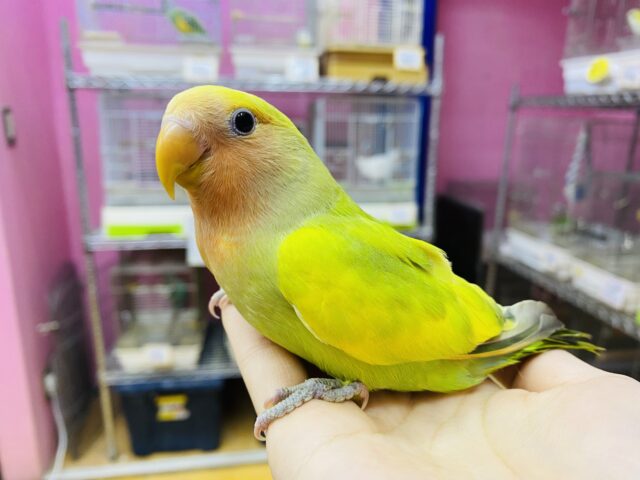 最新画像有ります🌟パッと明るいお色が素敵です〜🤩コザクラインコのタイガーチェリー‼️