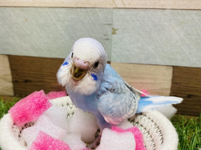 最新画像有ります❗️淡いお色で優しい癒されカラ〜🩵セキセイインコのスパングル❣️