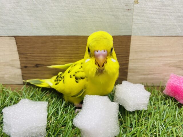 最新画像有ります❗️明るいボディに黒い模様がおしゃれです✨セキセイインコのハルクイン❣️